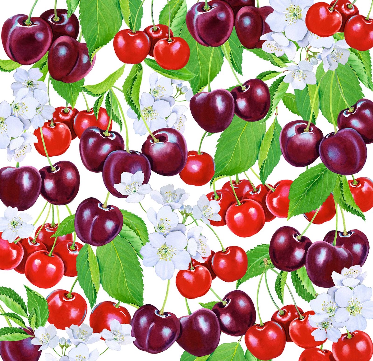 mary-woodin-roma-pckg-cherries-art