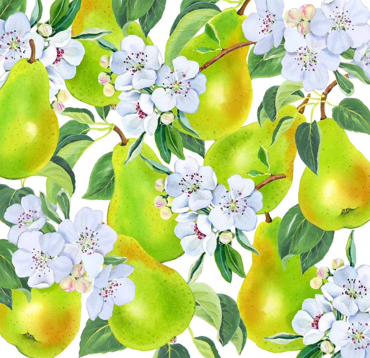 mary-woodin-roma-pckg-pear-art